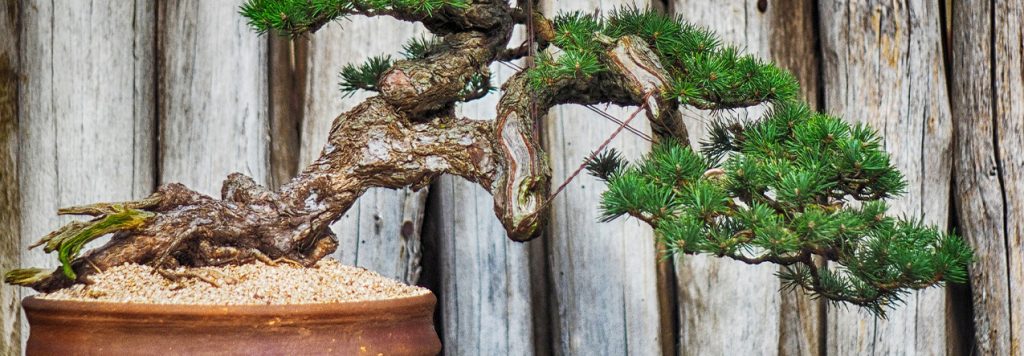 tienda de bonsáis en Madrid