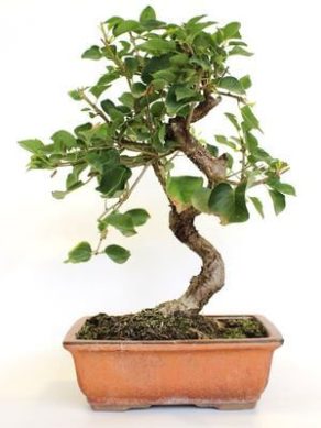 Bonsai 10 años Prunus mahaleb