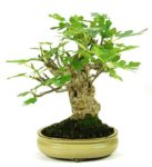 Bonsai 15 años Ficus Carica
