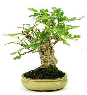 Bonsai 15 años Ficus Carica