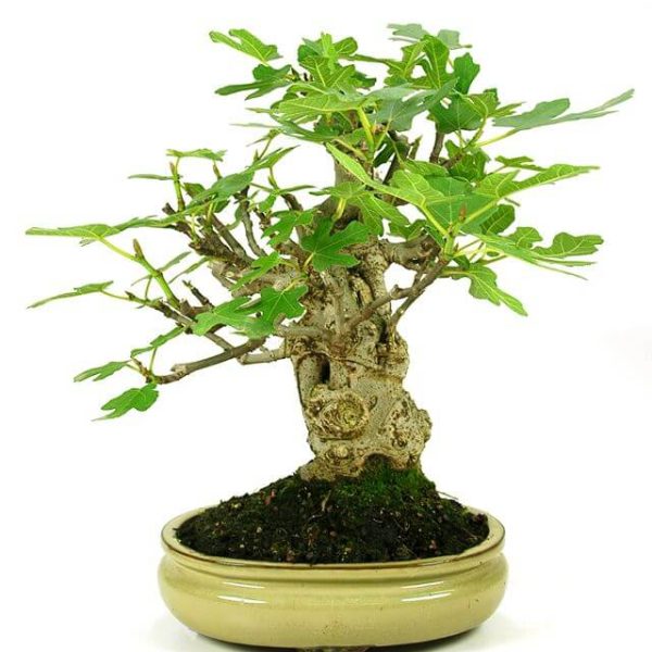 Bonsai 15 años Ficus Carica