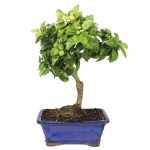 Bonsai 10 años Limequat bonsai limonero