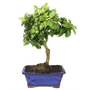 Bonsai 10 años Limequat bonsai limonero