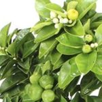 Bonsai Limequat bonsai limonero