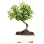 Bonsai 10 años Citrus myrtifolia ZP-E