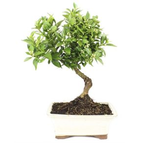 Bonsai 10 años Citrus myrtifolia ZP-E