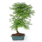 bonsai 12 años metasequoia