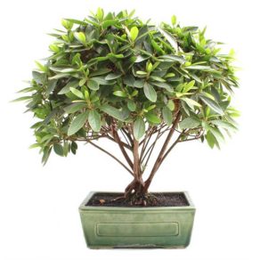 Bonsai 13 años Rhododendron indicum