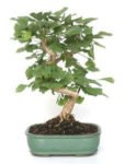 Bonsai 14 años Ginkgo Biloba