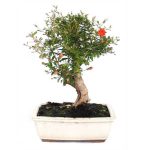 Bonsái 10 años Punica granatum