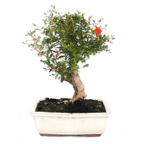 Bonsái 10 años Punica granatum