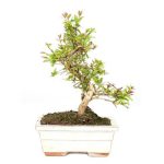Bonsái 6 años Punica Granatum