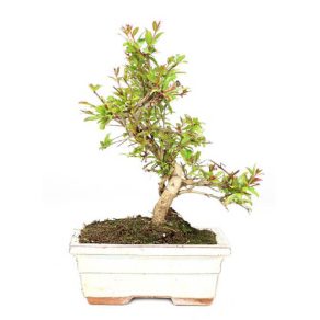 Bonsái 6 años Punica Granatum