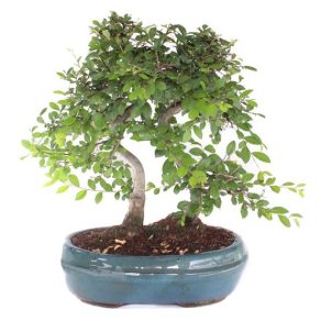 Bonsai 12 años Zelkova Parvifolia Olmo Chino