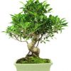 Bonsai 17 años Ficus Retusa