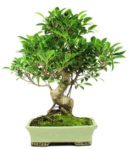 Bonsai 17 años Ficus Retusa