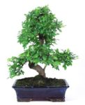 Bonsai 17 años Zelkova Parvifolia