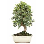 bonsai 12 anos quercus suber