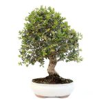 Bonsai 20 años Quercus Suber