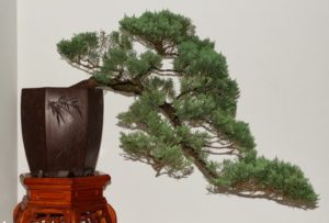 bonsai ciprés