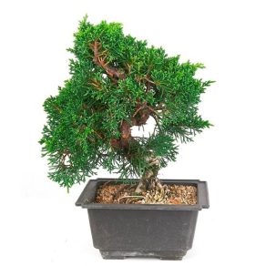 Bonsai 13 años Juniperus chinensis