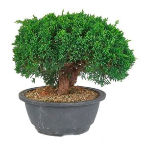 Bonsai 19 años Juniperus chinensis itoigawa