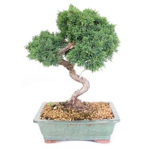 Bonsai 19 años Juniperus chinensis sp