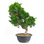Bonsai 19 años Juniperus sp