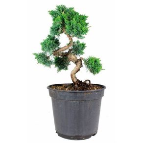 Bonsai 20 años Juniperus chinensis etiqueta negra