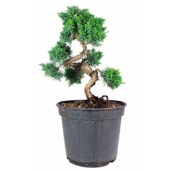Bonsai 20 años Juniperus chinensis etiqueta negra