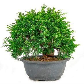 Bonsai con 19 años Juniperus chinensis