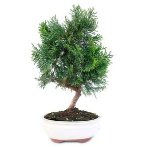 Bonsai 10 años Thuja sp.