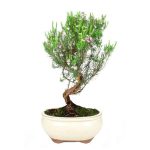 Bonsai 7 años Coleonema sp.