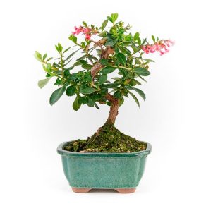 Bonsai 7 años Escallonia sp.