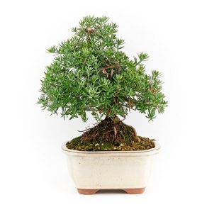 Bonsai 7 años Westringea sp.