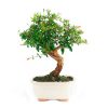 Bonsai 8 años Punica granatum
