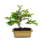 Bonsai 8 años Syzigium buxifolium