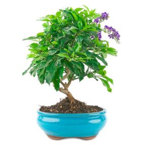 Bonsai 9 años Durantha repens