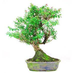 Bonsái 10 años Cuphea sp.