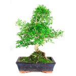 Bonsái 10 años Fraxinus sp.