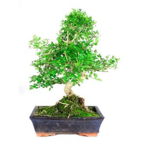 Bonsái 10 años Fraxinus sp.