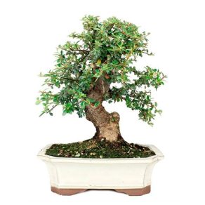 Bonsái 12 años Cotoneaster sp.