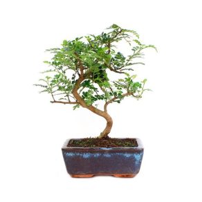 Bonsái 6 años Zanthoxylum piperitum