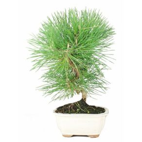 Bonsái 7 años Pinus thunbergii