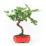 Bonsái 8 años Ficus carica