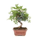 Bonsái 8 años Pistacia lentiscus