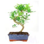 Bonsái 8 años Zanthoxylum piperitum