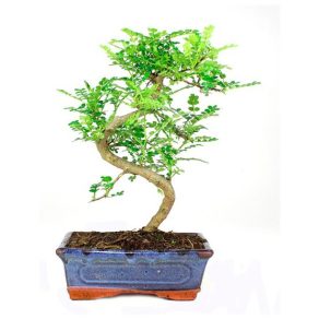 Bonsái 8 años Zanthoxylum piperitum