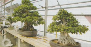 Tienda Online y Comprar Online Bonsáis