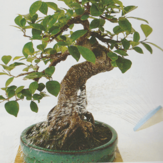 Cada cuanto hay que regar un bonsai Cada cuanto hay que regar un bonsai